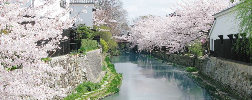 八幡堀沿いに咲く満開の桜