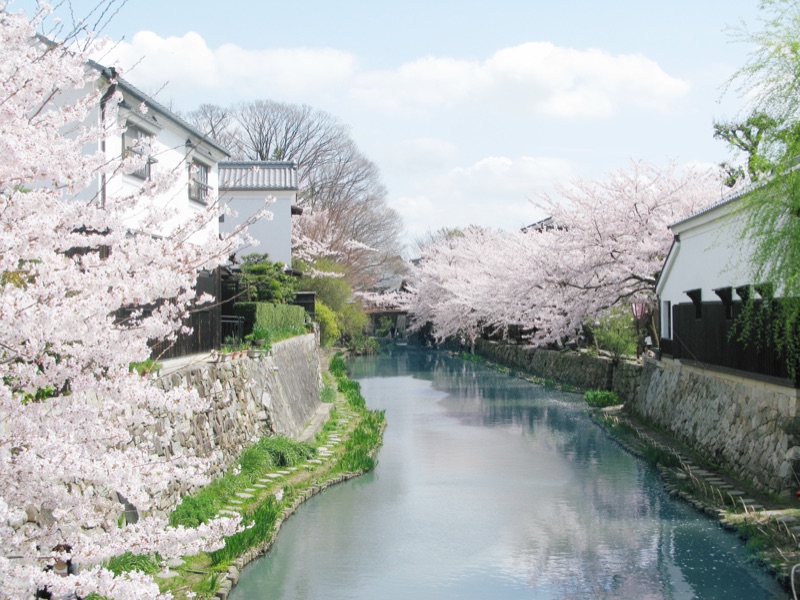 近江八幡の桜