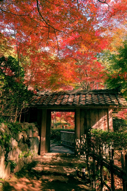教林坊の紅葉